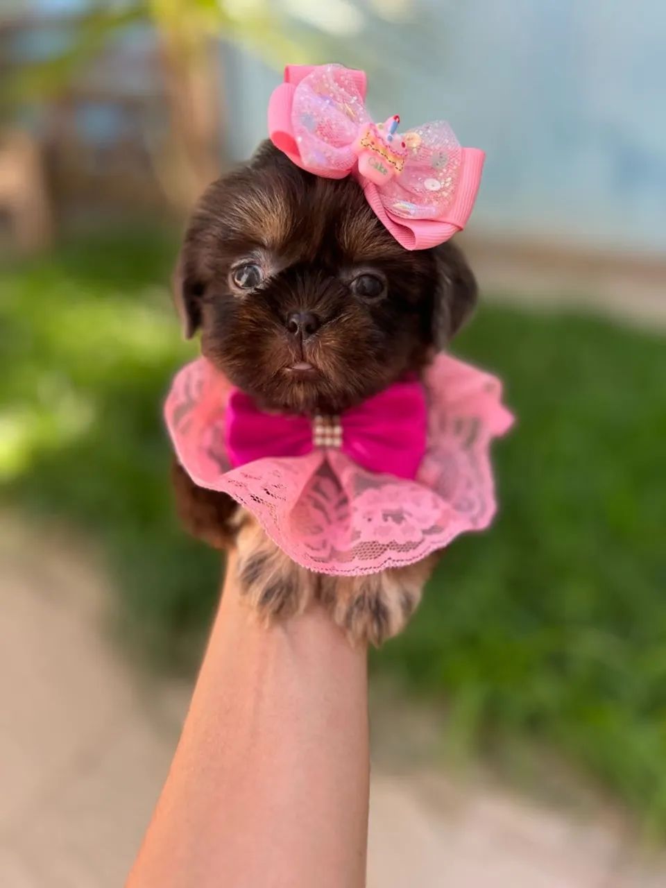 Shih Tzu Fêmea CHOCOLATE  - Foto 3