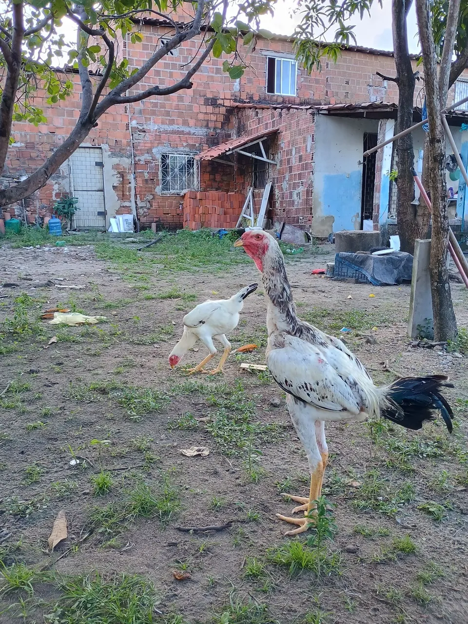 Um frango e duas frangas gigantes