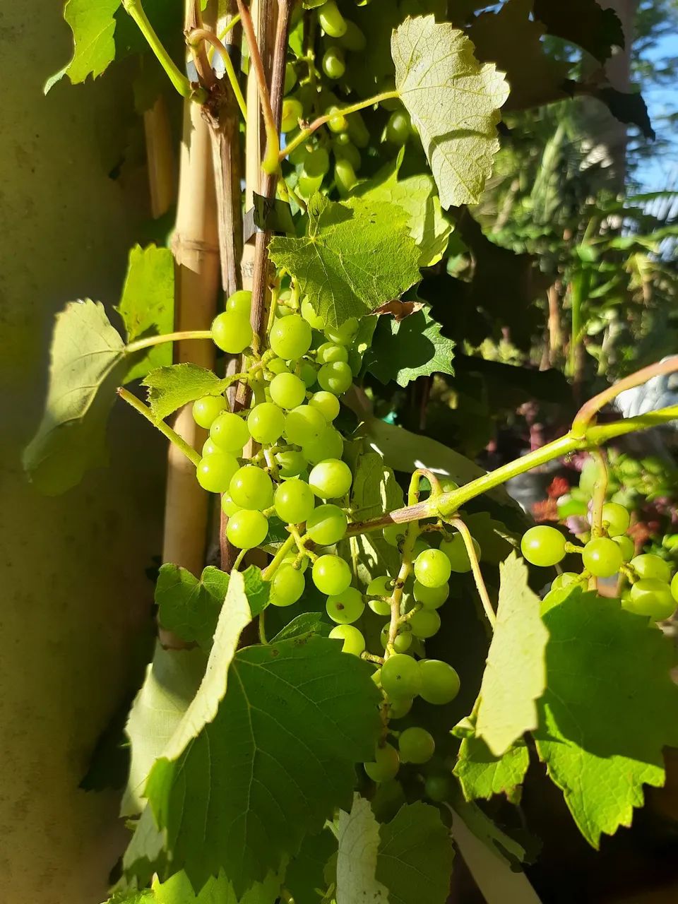 UVAS PRODUZINDO 