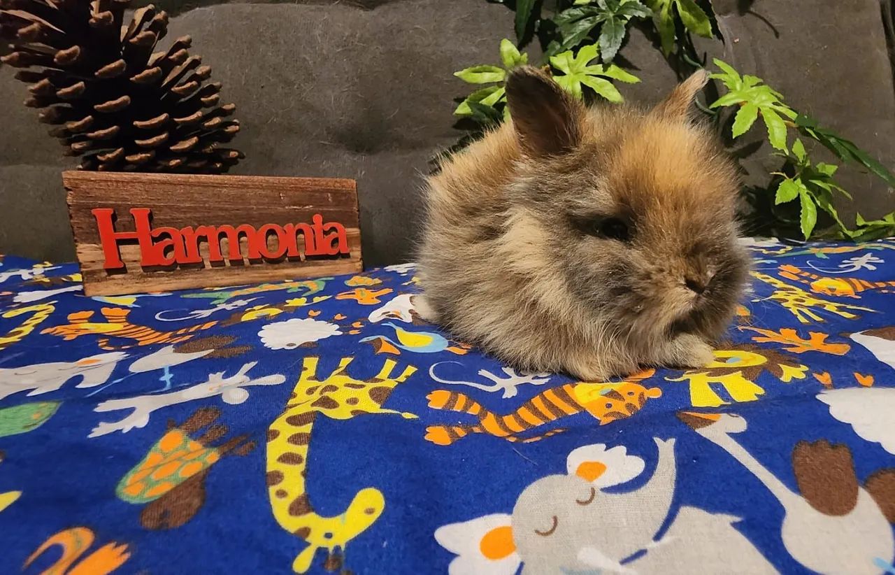 Mini Coelhos Holandês, Lion Head e Netherland  - Foto 5