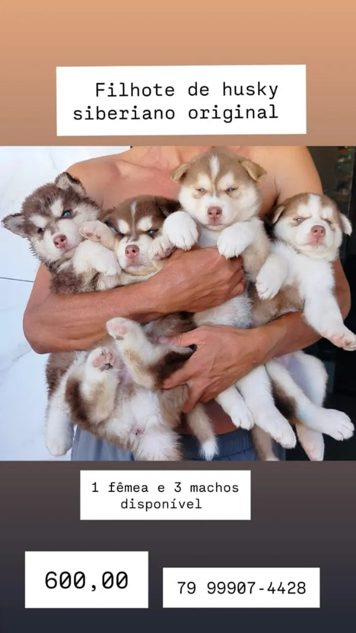 Filhotes de Husky Siberiano Originais