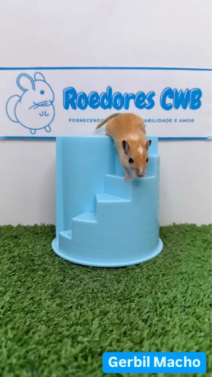 Gerbil/Esquilo da Mongólia (Roedores CWB) 