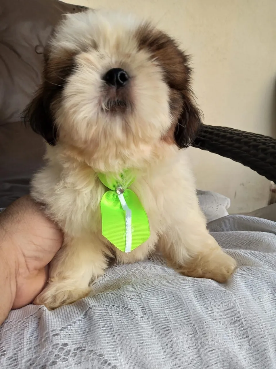 SHIHTZU PURO ( filhote )
