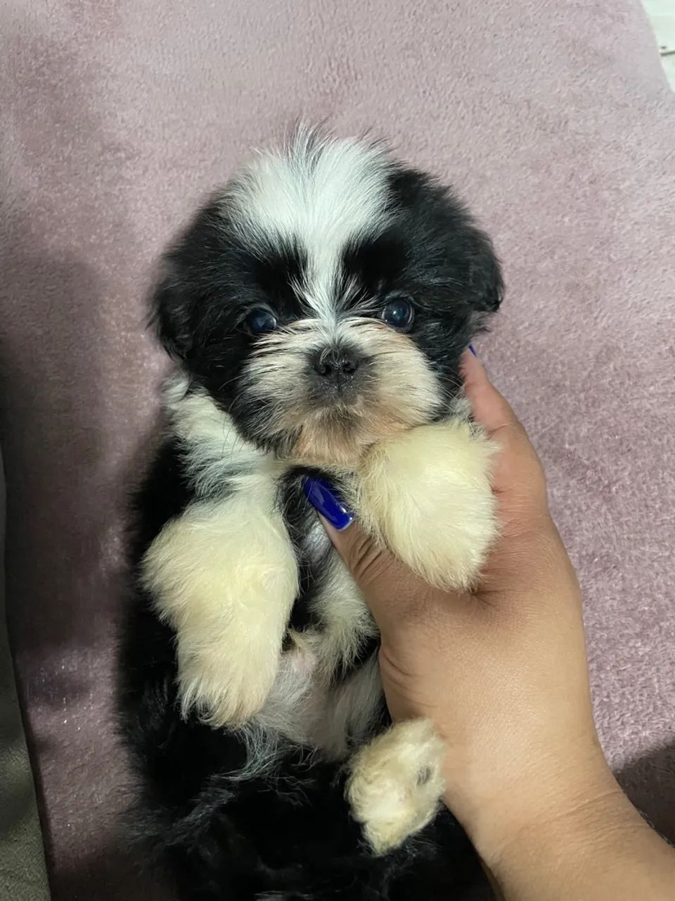 Filhote de shih tzu  - Foto 4