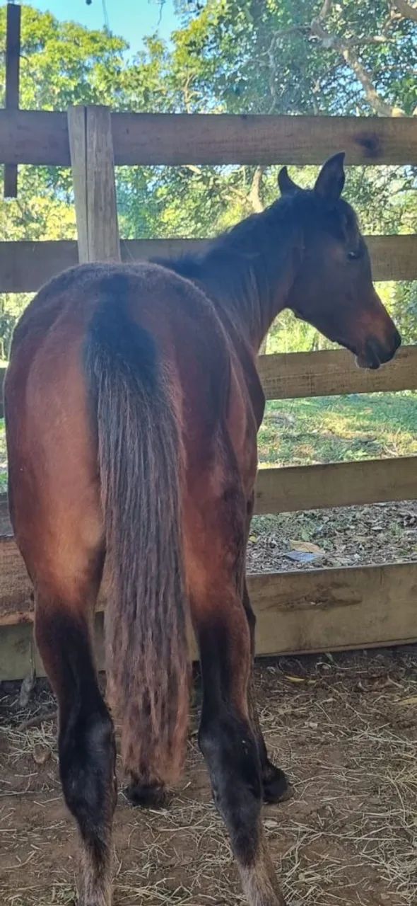 Potros à venda - Foto 3