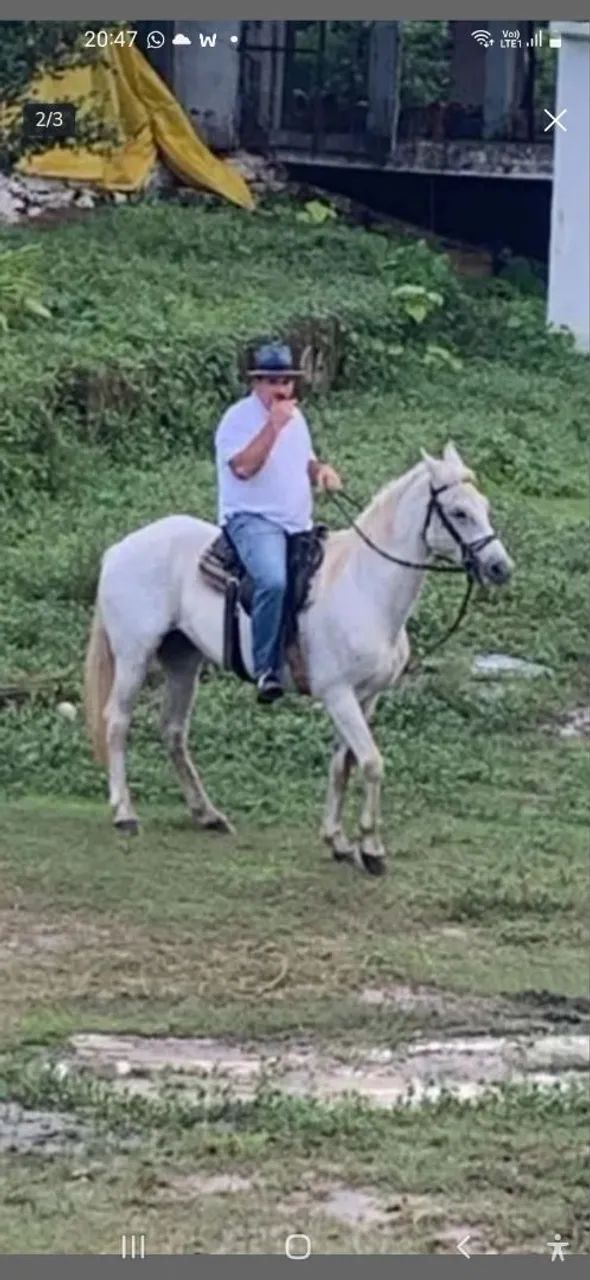 CAVALOS MANGALARGA TRÊS DE MARCHA PICADA.  - Foto 3