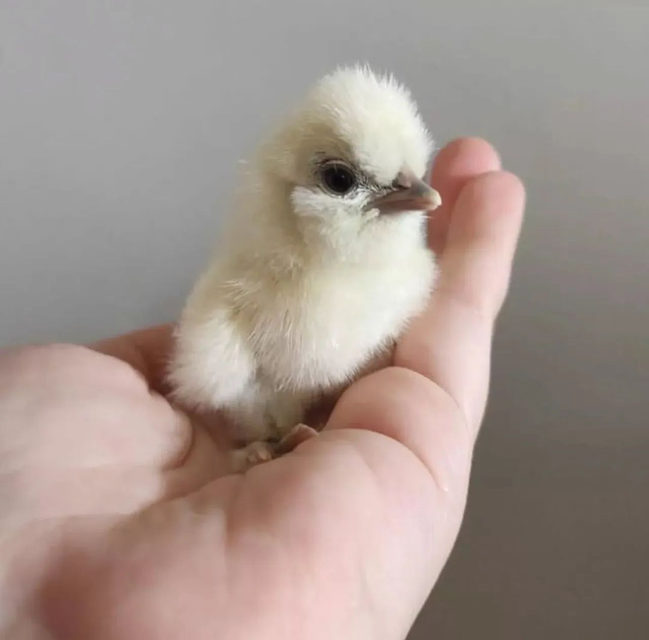 Pintinho de Galinha Sedosa