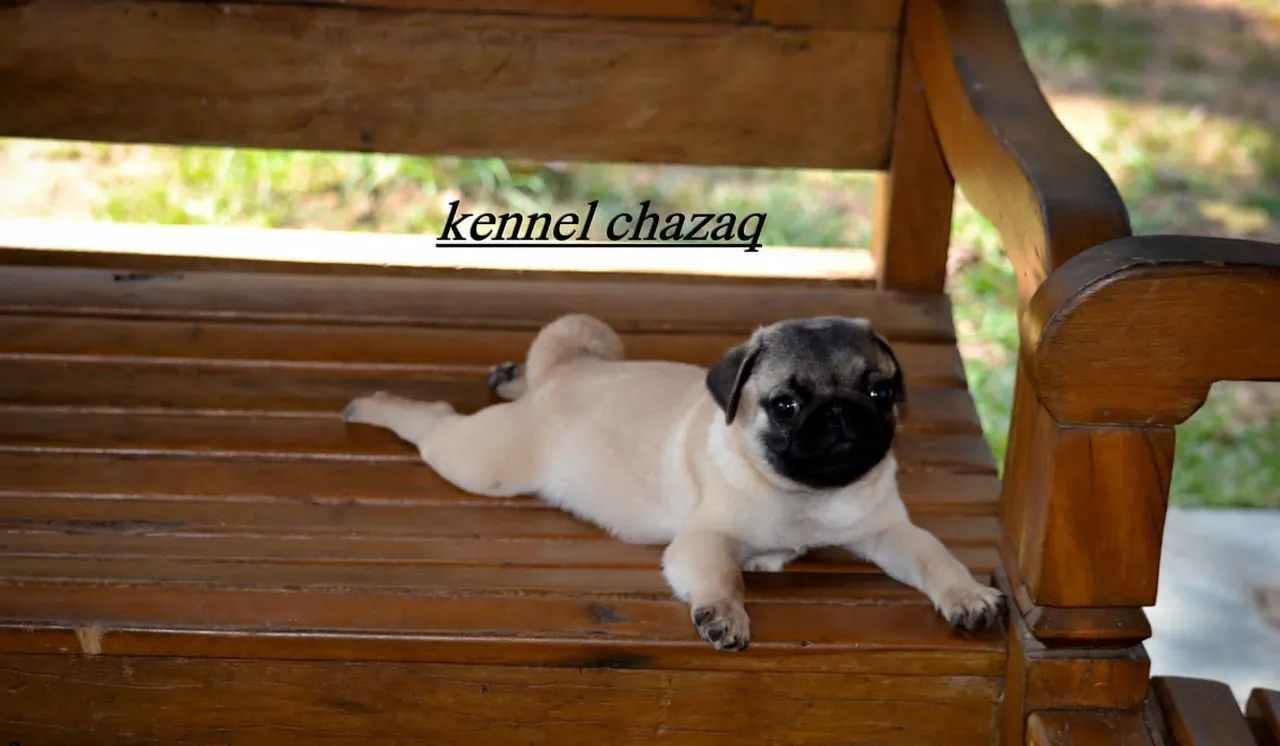 Pug padrão mini perfeitos com certificado genealogico 