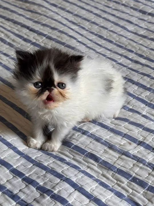 Gatinho Persa disponível  - Foto 3