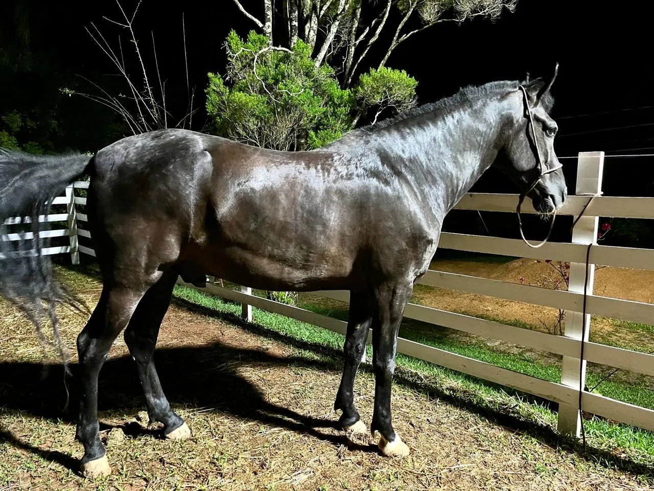 Cavalo manga larga marchador 