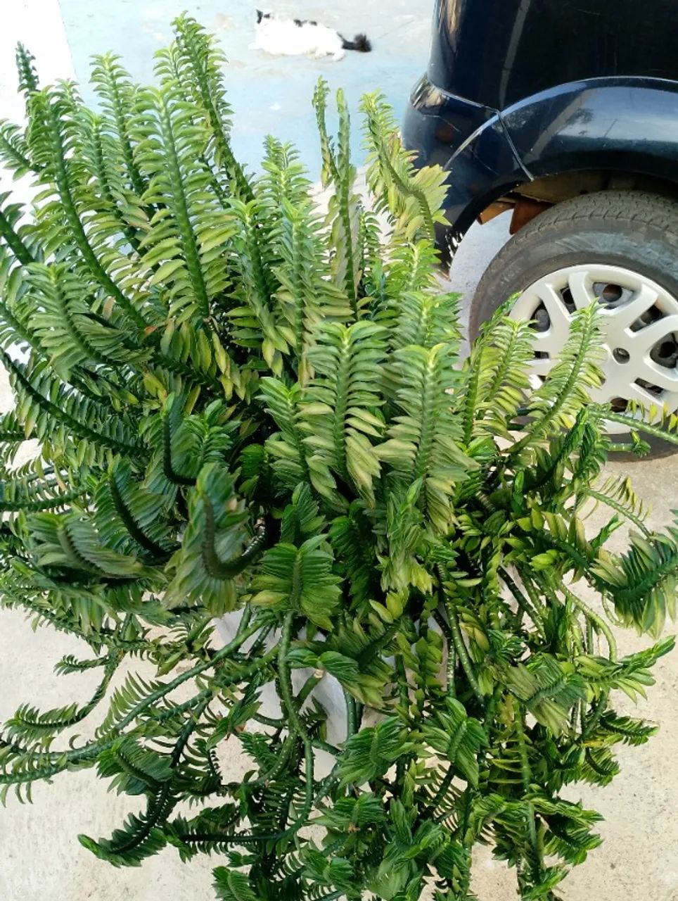 Planta Samambaia Centopeia - Foto 3