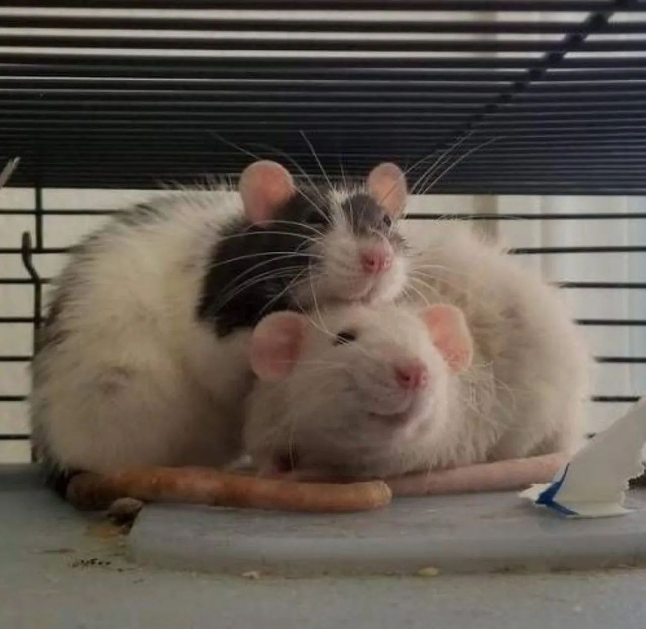 Rato twister mercol - Foto 4