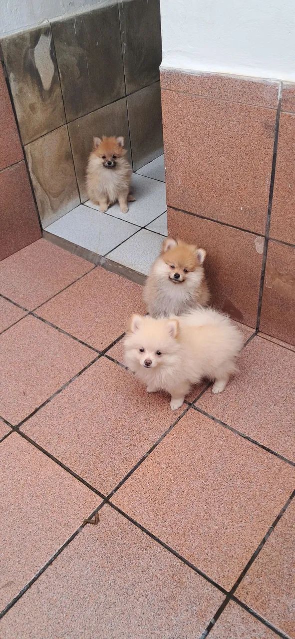 Spitz Alemão MACHOS  - Foto 3