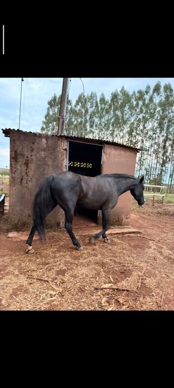 Égua Quarto de Milha Prenha  - Foto 2