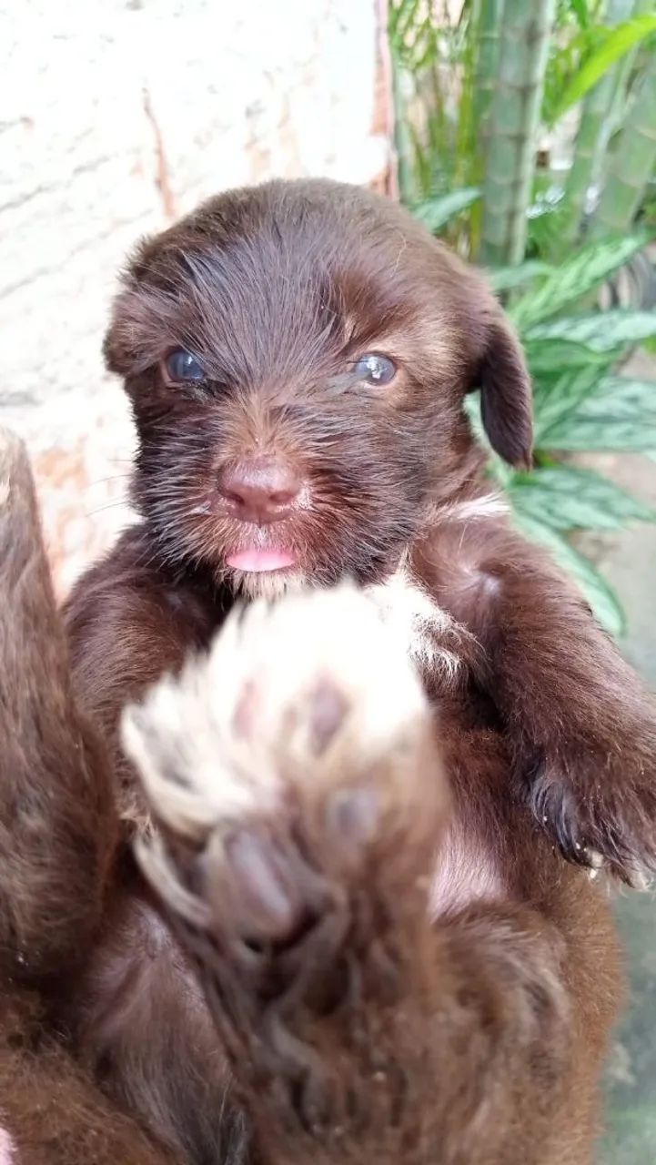 Filhote de poodle  - Foto 4