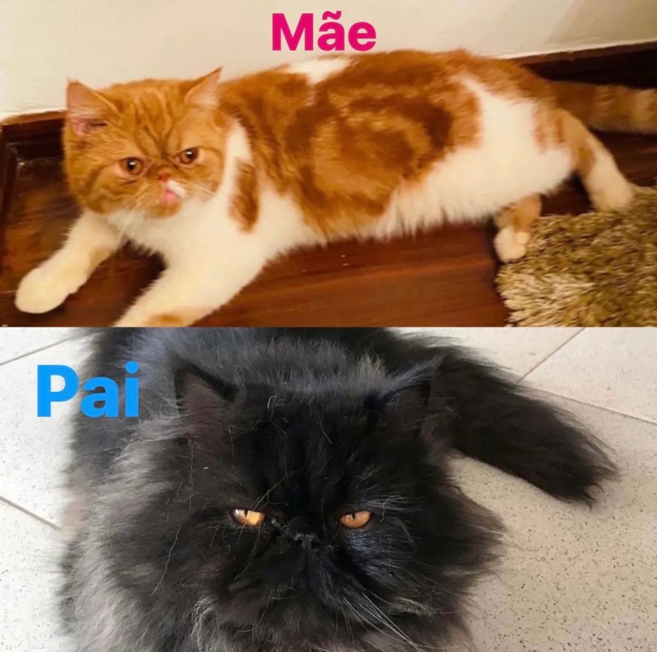 Filhote gato persa exótico show laranja  - Foto 5