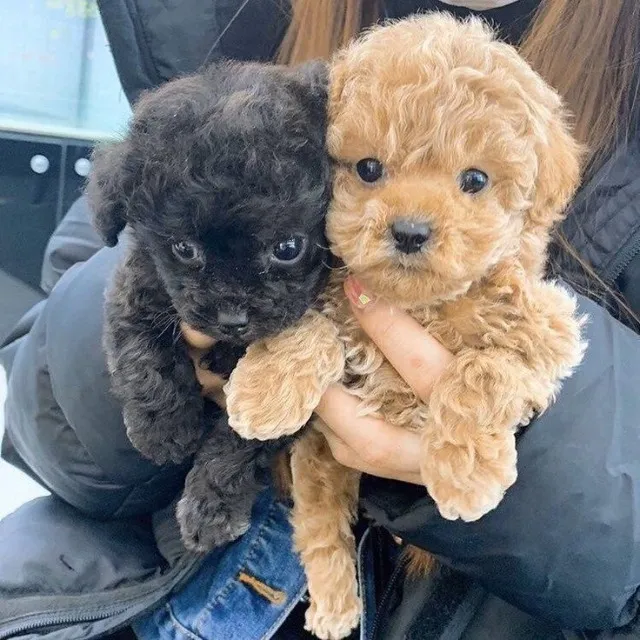 poodles nenes