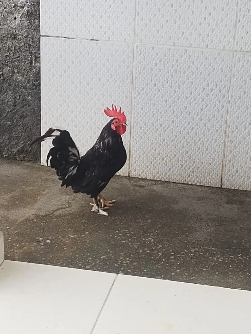 Galo e galinha garnisé