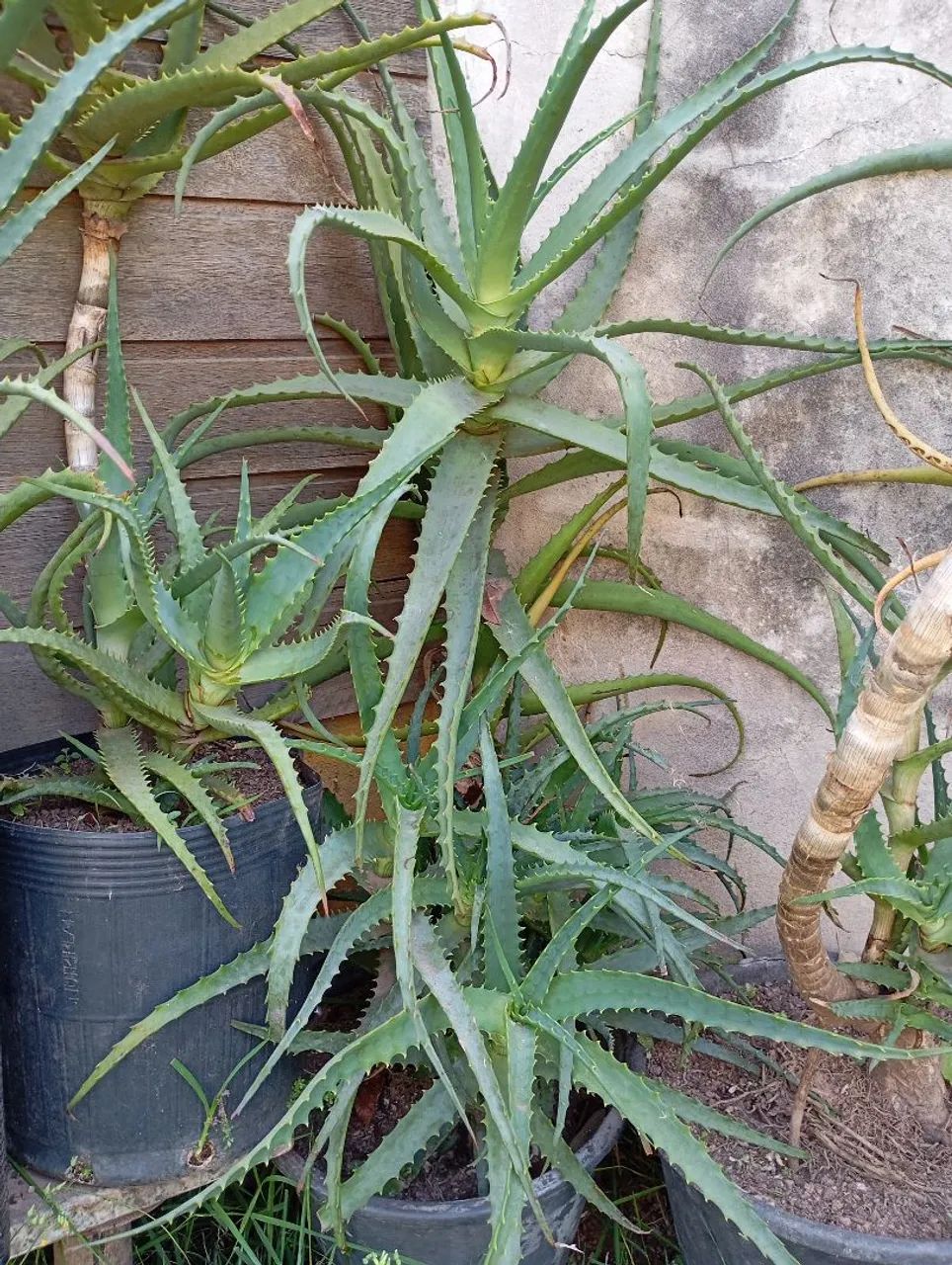 Planta Babosa Arborecens Adulta - Foto 4