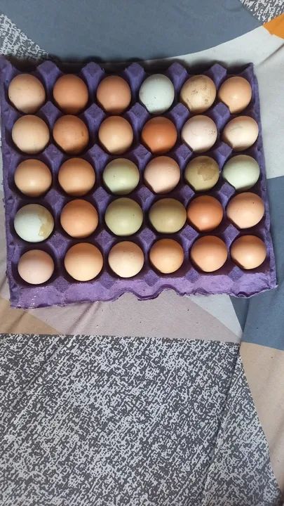 Pintinhos diversos...caipiras e Brahmas puros - Foto 4