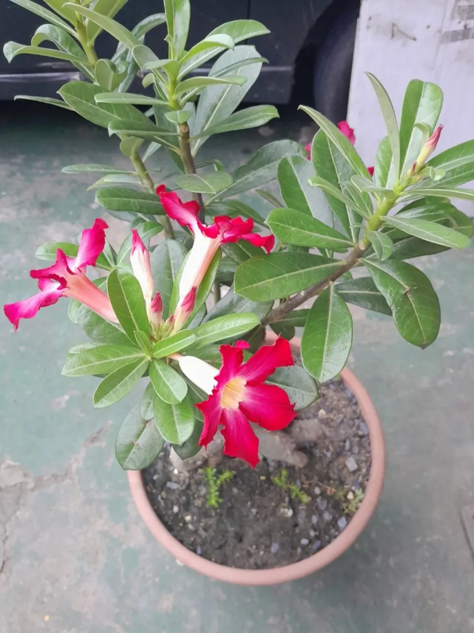 Rosa do deserto