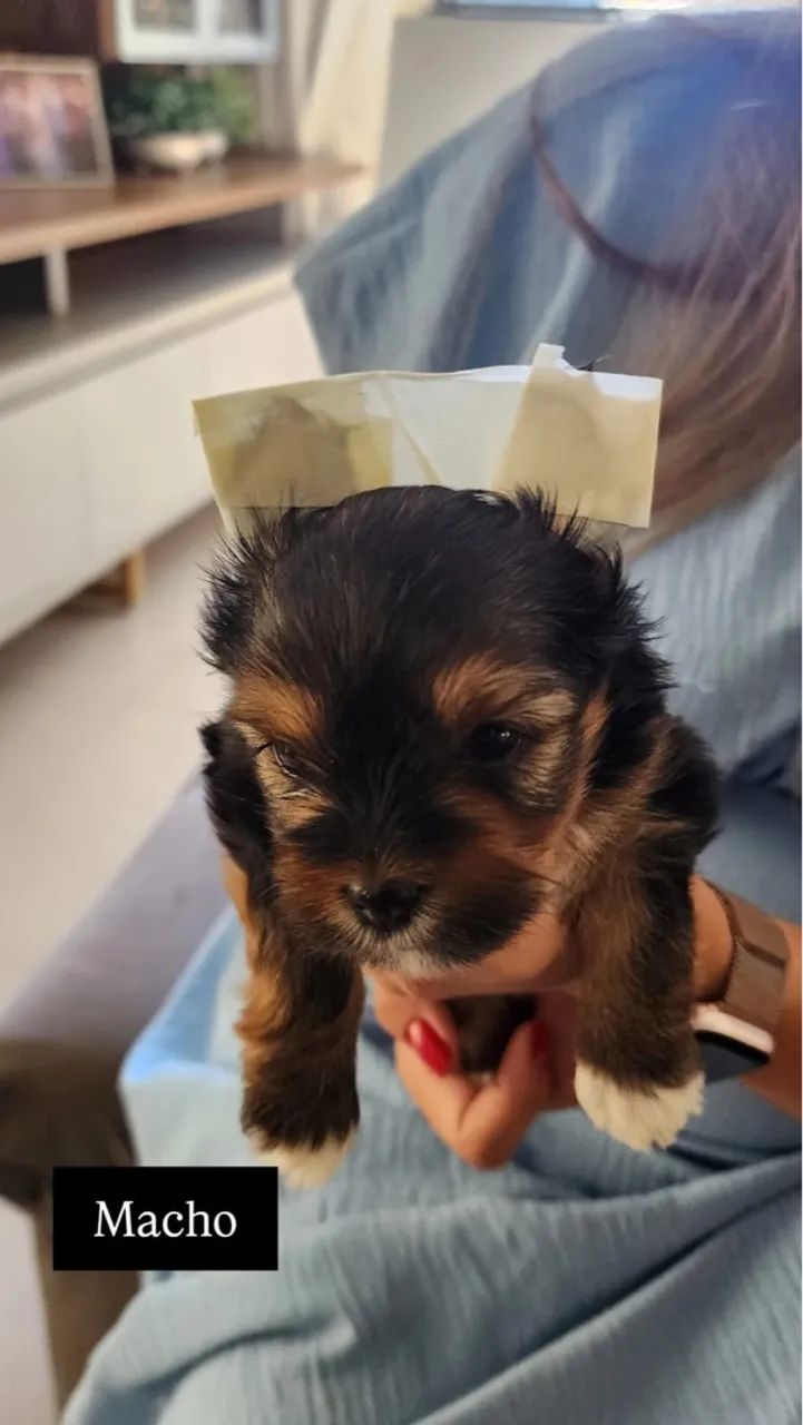 Casal Yorkshire Terrier  - Foto 2