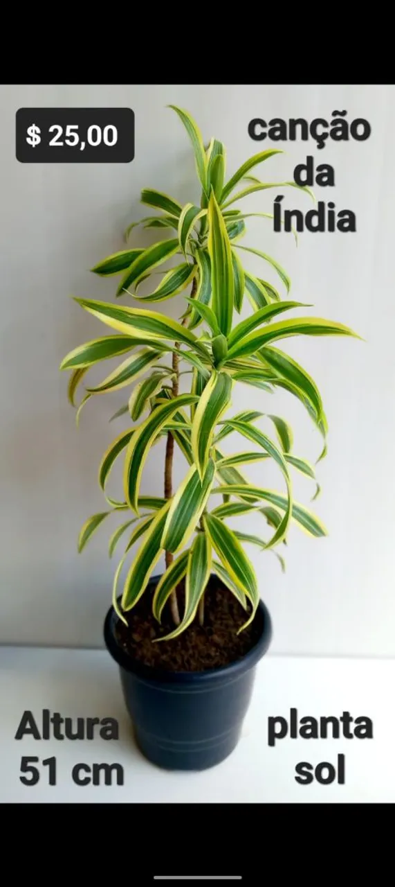 Canção da Índia, aracea, euphorbia, Dracena vermelha