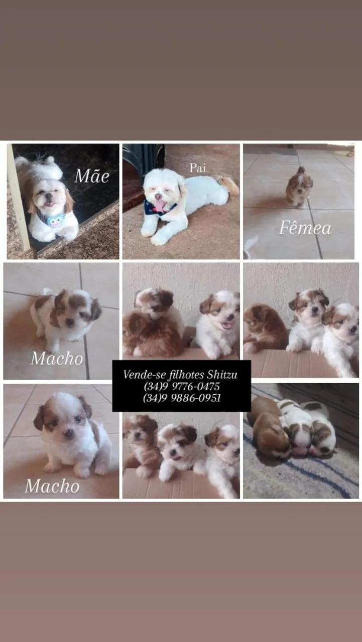 Filhotes Shih Tzu à Venda - Lindos e Saudáveis!