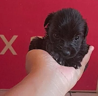 Filhote de Shih Tzu com pincher