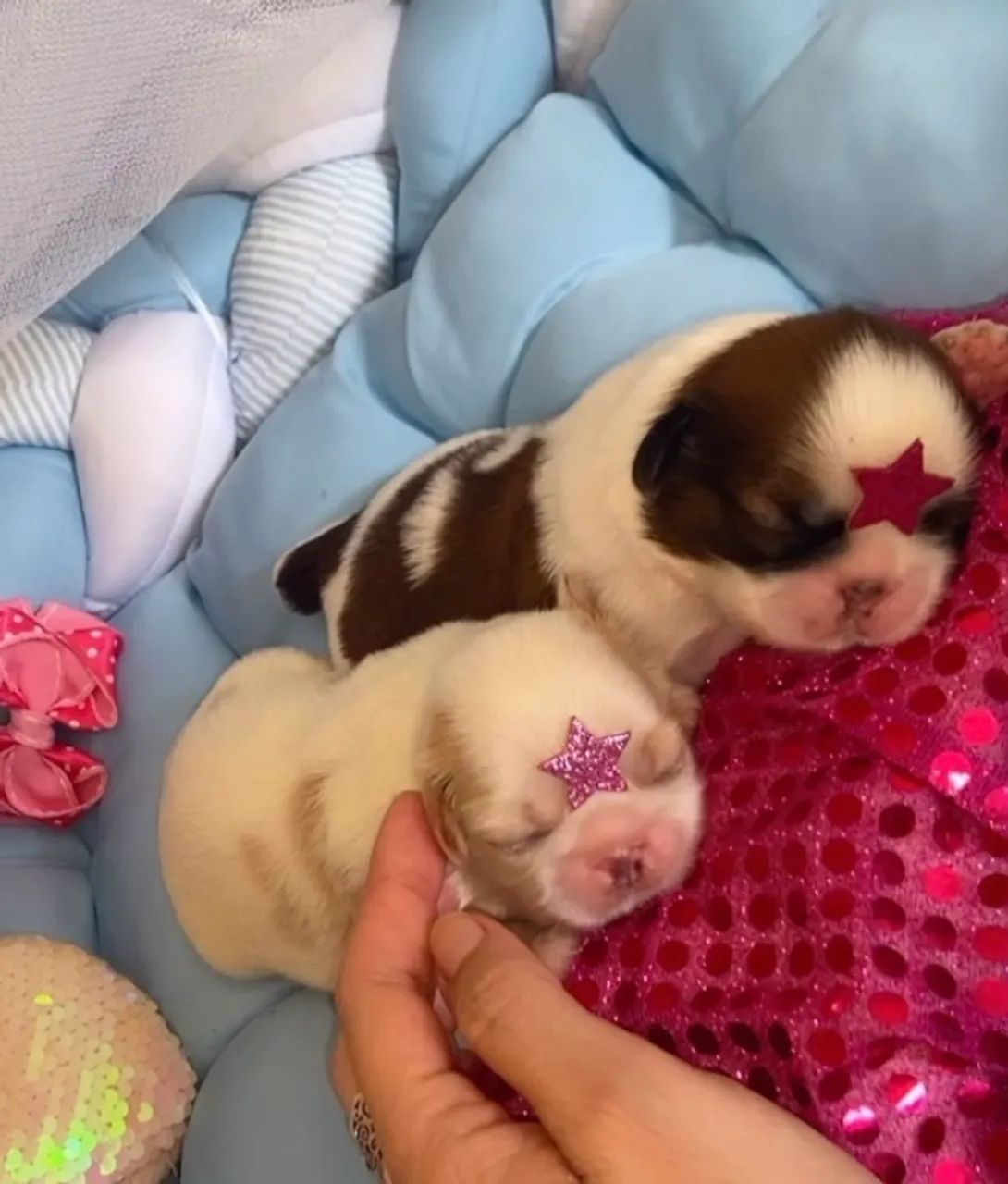 Filhote Shih Tzu fêmeas ( VENDA ) @pets.encantados.ms - Foto 3