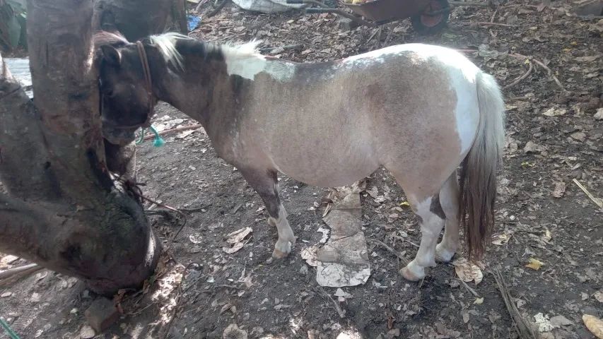 casal de poney só vendo o casal manso os 2 fêmea tá prenha valor 12 Mil o casal - Foto 2