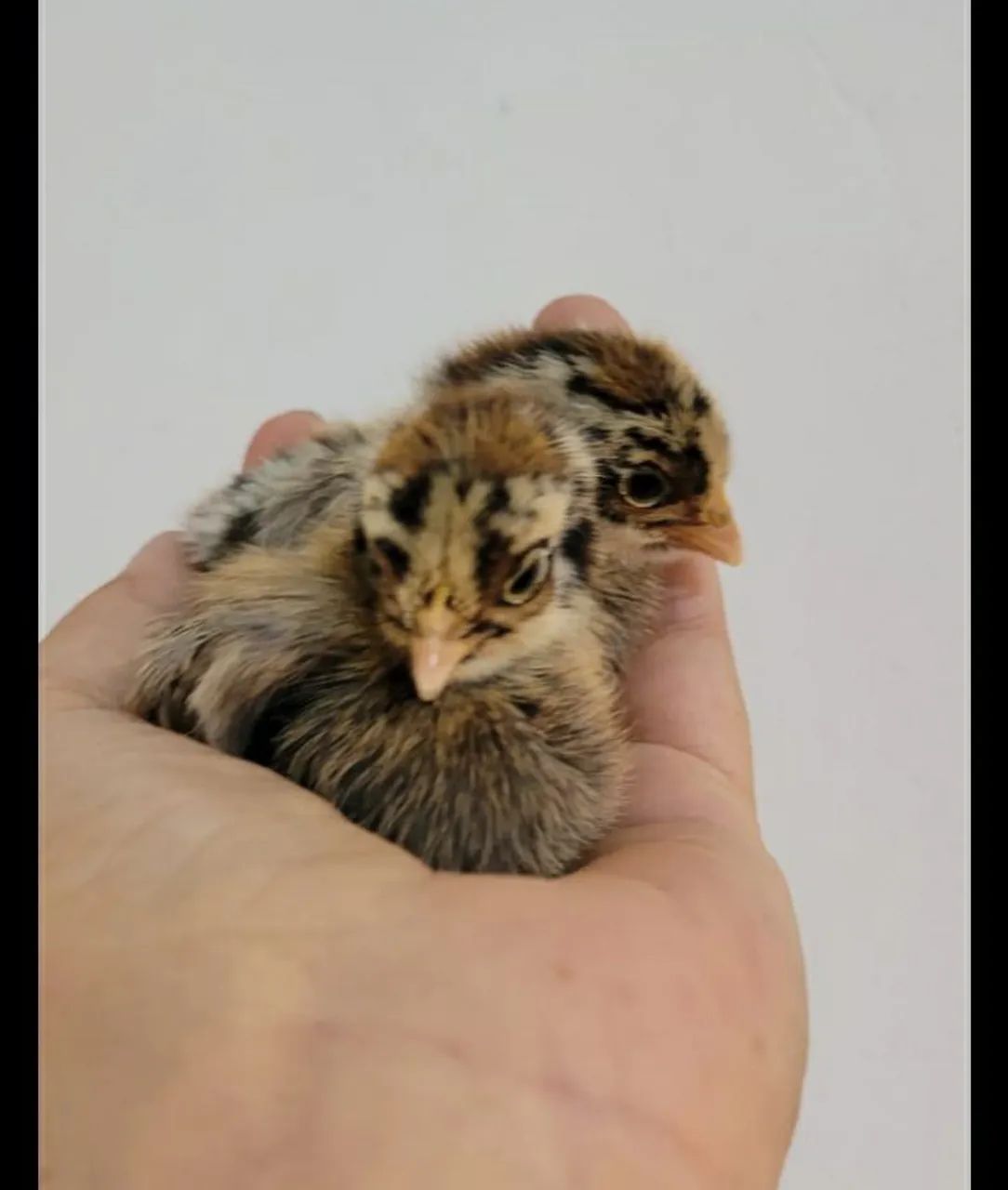 Filhotes de Galinha Garnizé Miniatura