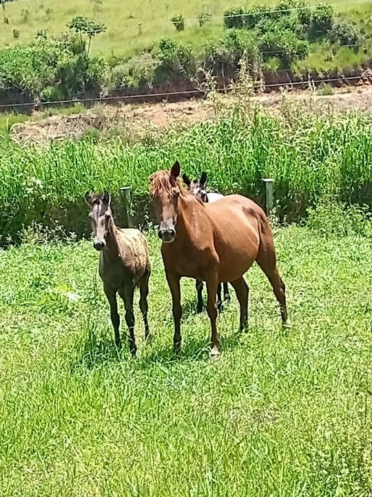 Égua alazona da oreia mucha com potra no pé de 5 mes - Foto 2