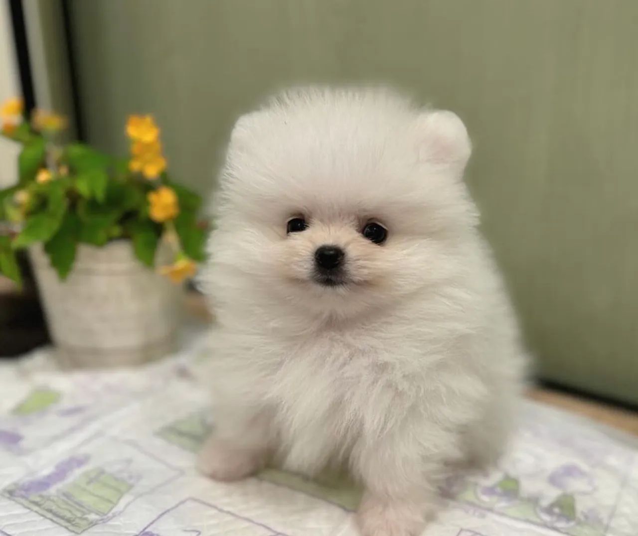 LULU DA POMERÂNIA alegre e dócil perfeito para famílias com crianças!
