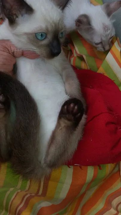 Gatinho Siamês disponível para adoção - Foto 5