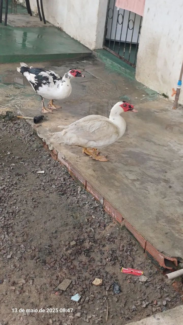 Patos para venda