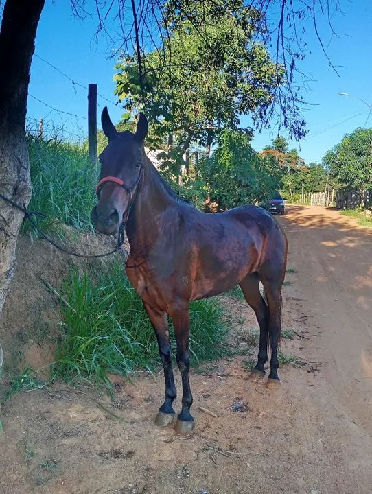 Cavalo Mangalarga Marchador