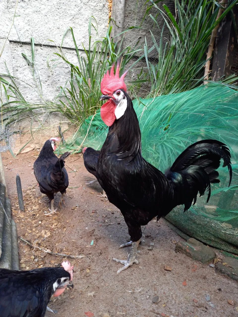 Galinha Cara de Palhaço (ovos galados)