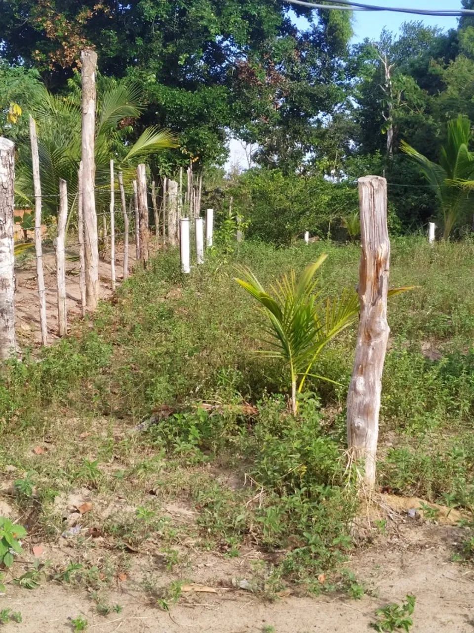 Terreno em Arembepe - linha verde - Foto 11