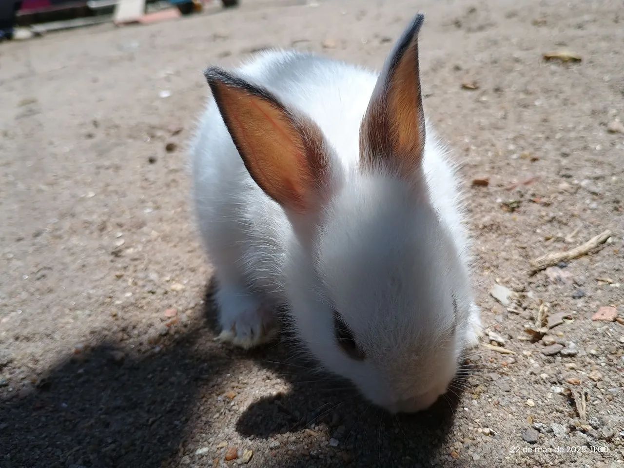 Coelhinho branco fofinho a venda  - Foto 5