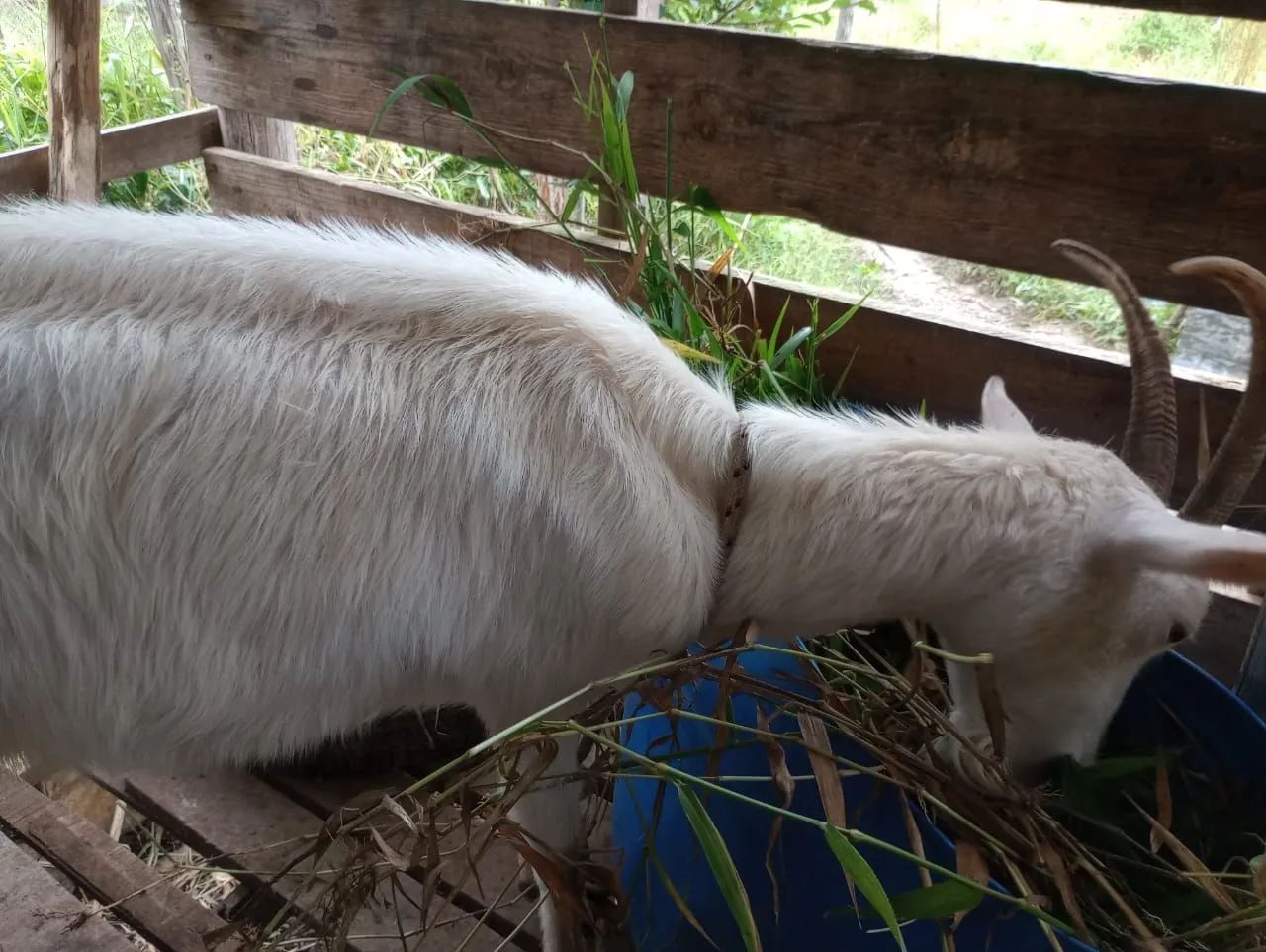 Cabras, sendo uma prenha. (Venda ou troca) - Foto 6