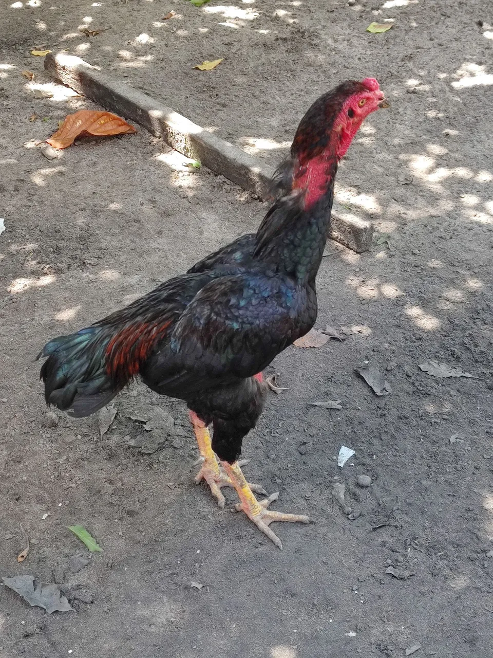 Galo de raça Moura