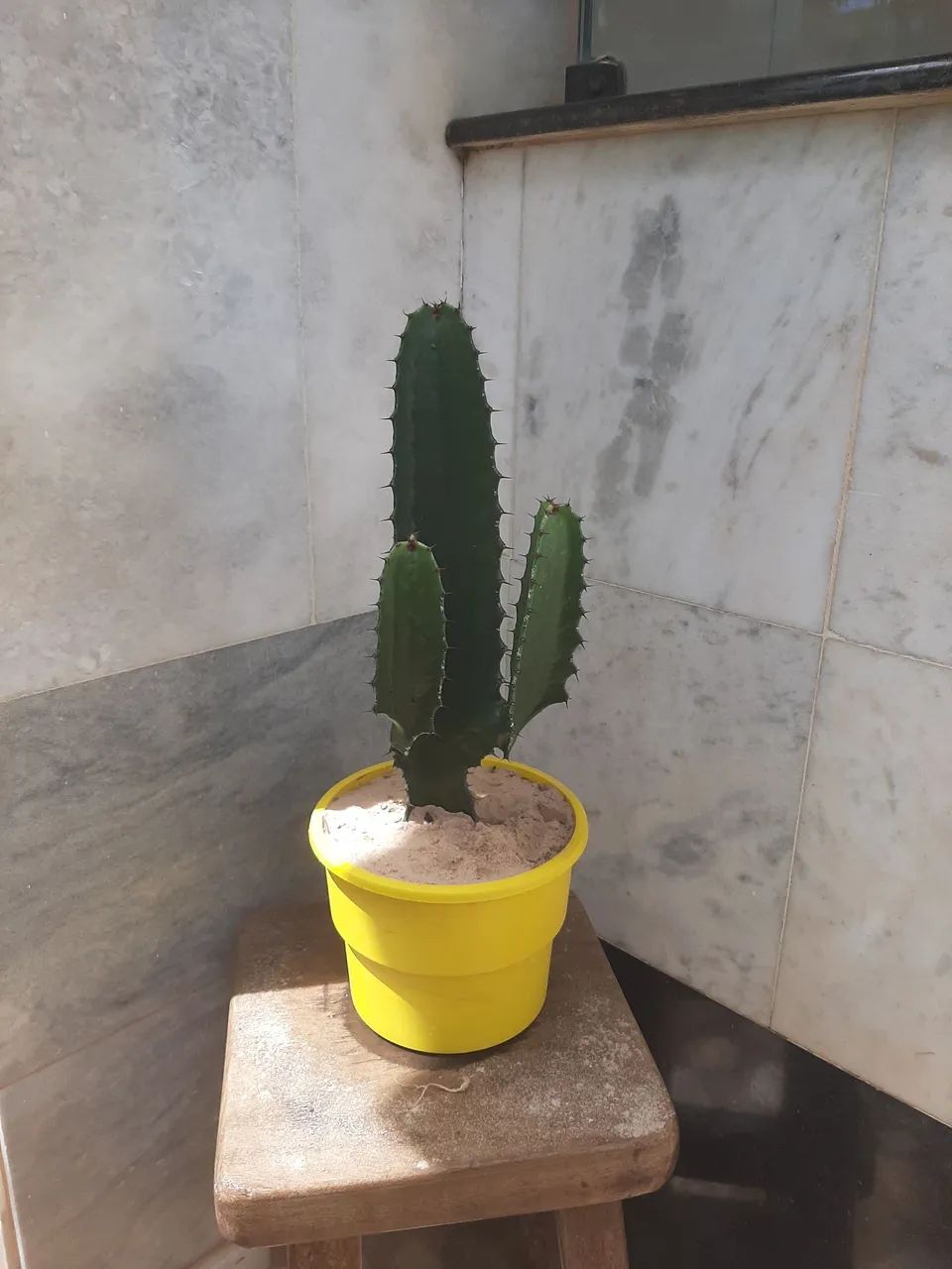 Cacto em vaso amarelo