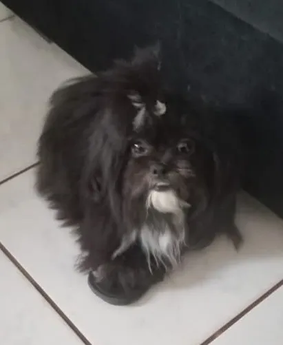 Ilhada apso 