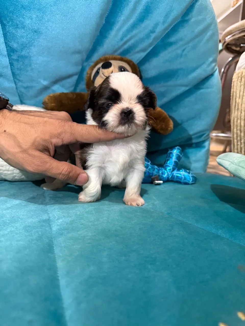 Filhote Shih Tzu Canil Wobeto
