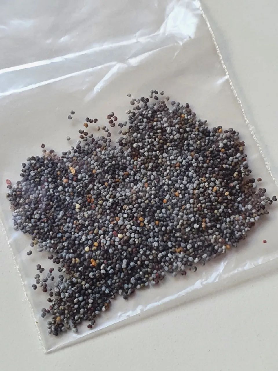 Sementes de Papaver somniferum - Foto 2