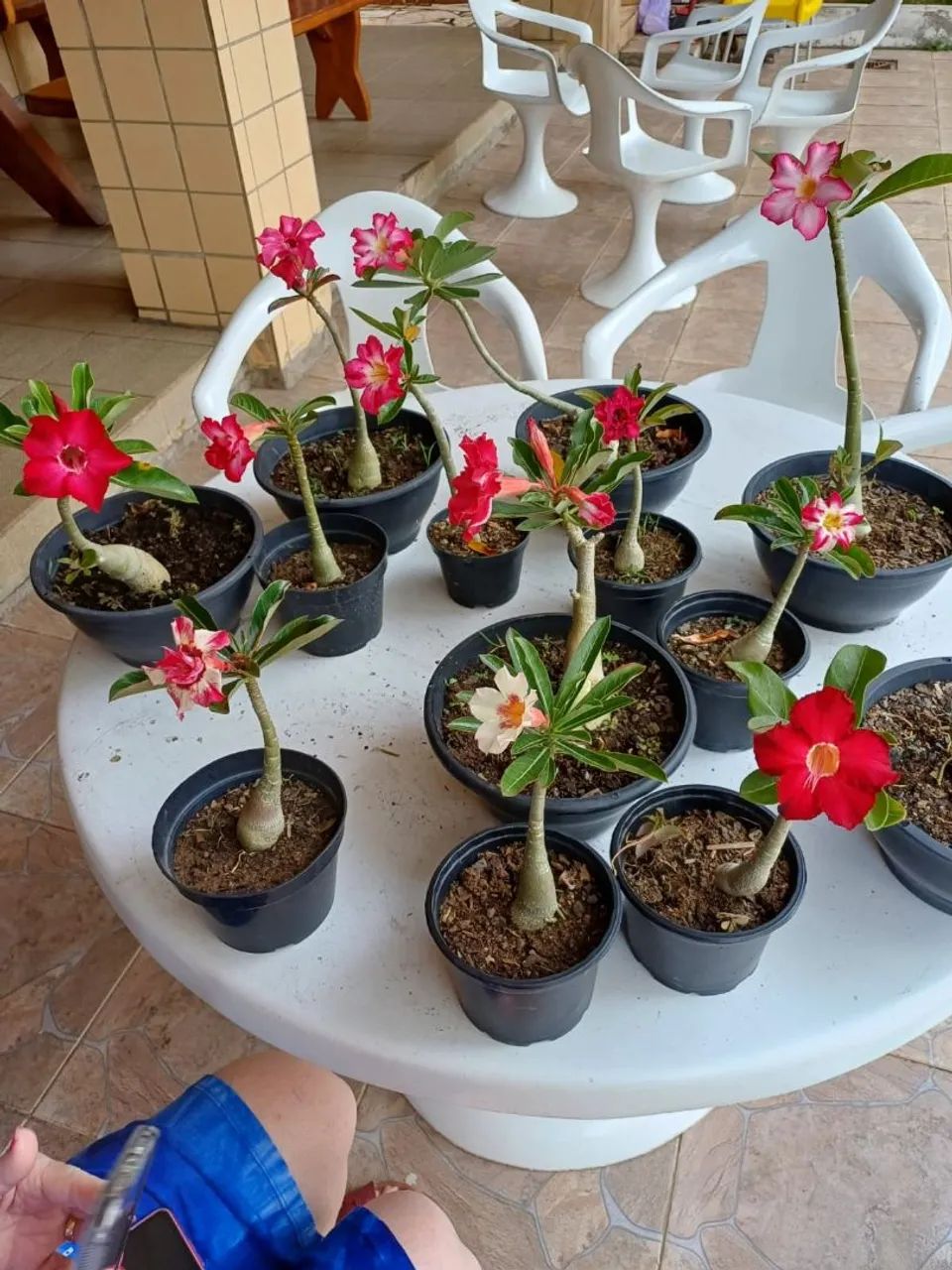 DESERT ROSES - $30.00 EACH64292884232195120