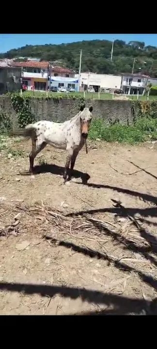 Pônei castrado - Foto 3