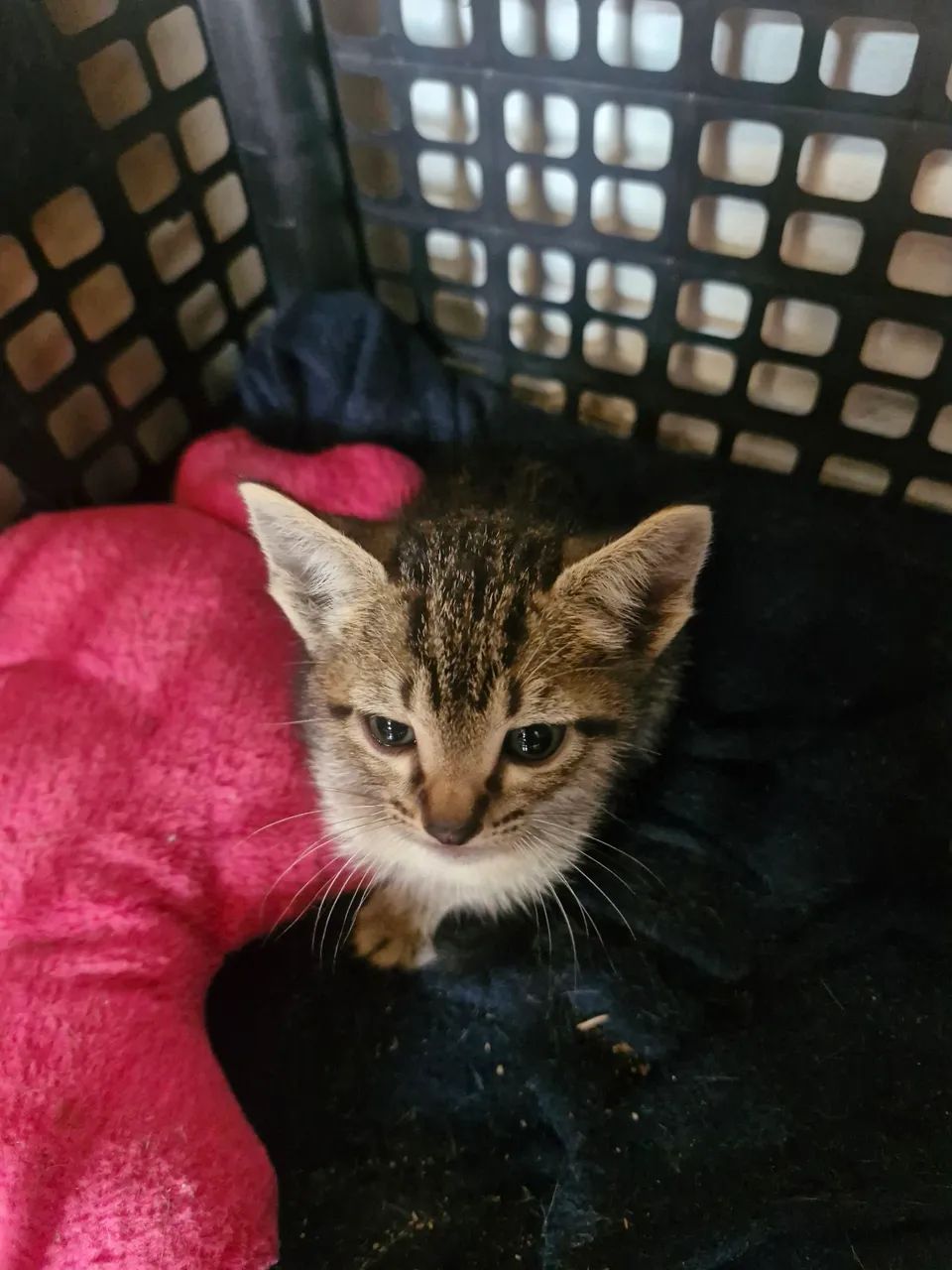 4 Irmãos 2 homens e 2 mulheres. Vacinados  - Foto 3