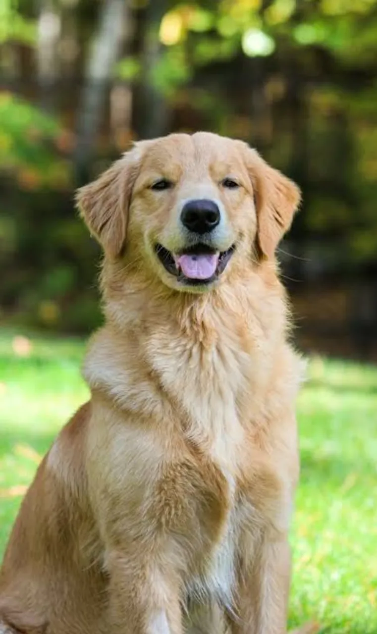 Golden Retriever Adorável e Feliz